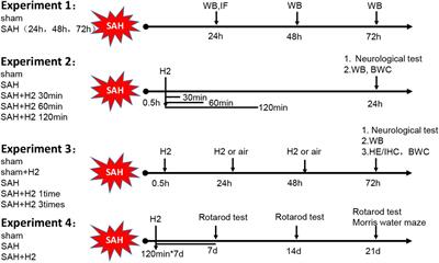 Hydrogen Inhalation Attenuates Oxidative Stress Related Endothelial Cells Injury After Subarachnoid Hemorrhage in Rats